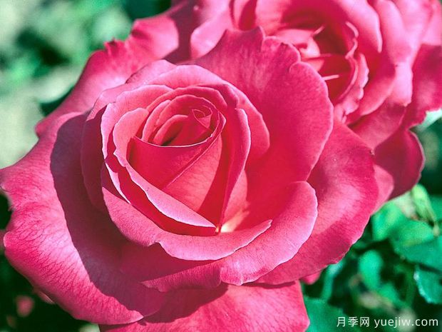 夏洛特兰普林月季(图1)