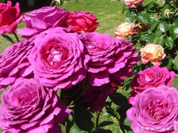 夏洛特兰普林月季(图3)