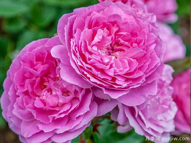 兰花韵事月季/天使湾月季/兰花浪漫(图1)