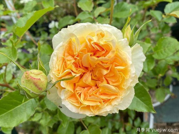 西西里舞曲月季/西西里安(图1)