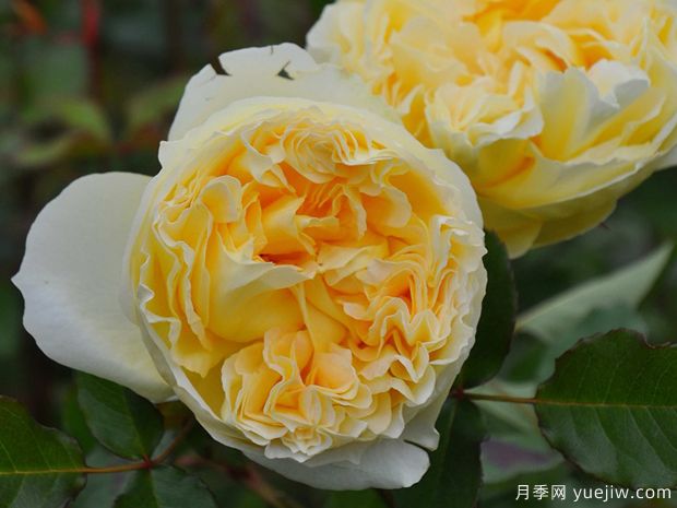 西西里舞曲月季/西西里安(图3)