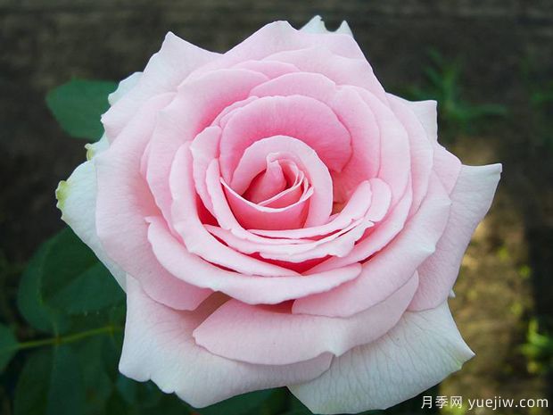 弗雷德里克米斯塔尔月季/米斯特拉香水/儿童玫瑰(图4)