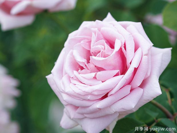 弗雷德里克米斯塔尔月季/米斯特拉香水/儿童玫瑰(图5)