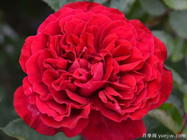 西哈诺月季/希拉诺(图2)