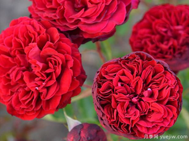 西哈诺月季/希拉诺(图3)