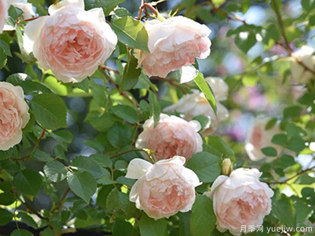 法兰西丝柏纳特月季/弗朗西丝伯内特月季(图3)