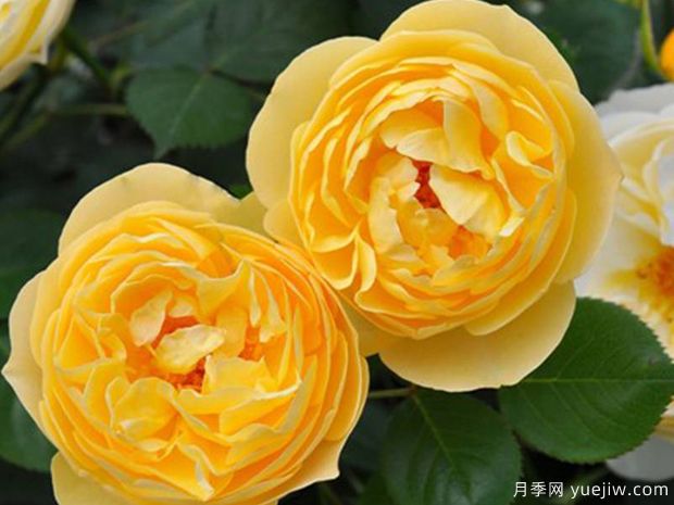 萤火虫月季/露西欧月季(图2)