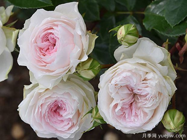 罗克珊月季(图3)