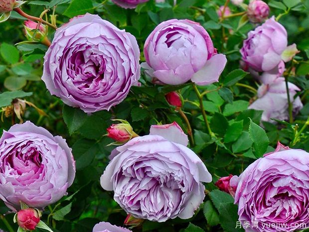 青金石月季(图3)