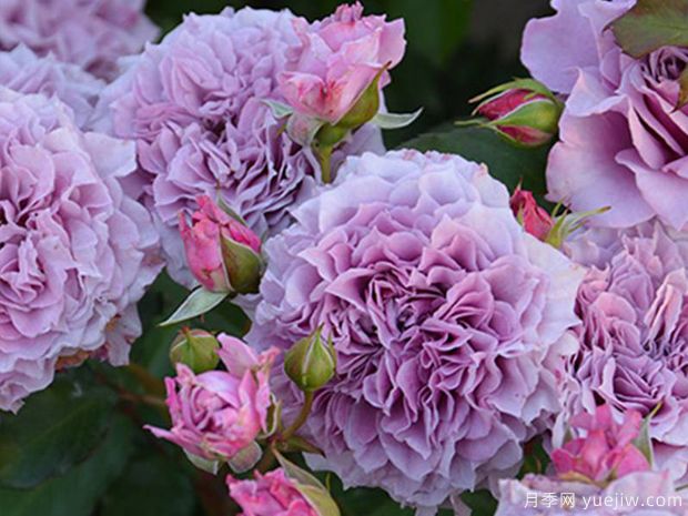 柯林克莱文月季(图3)