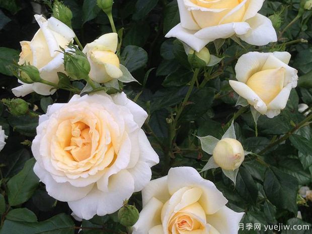 假面公主月季/安娜斯塔西娅月季(图4)