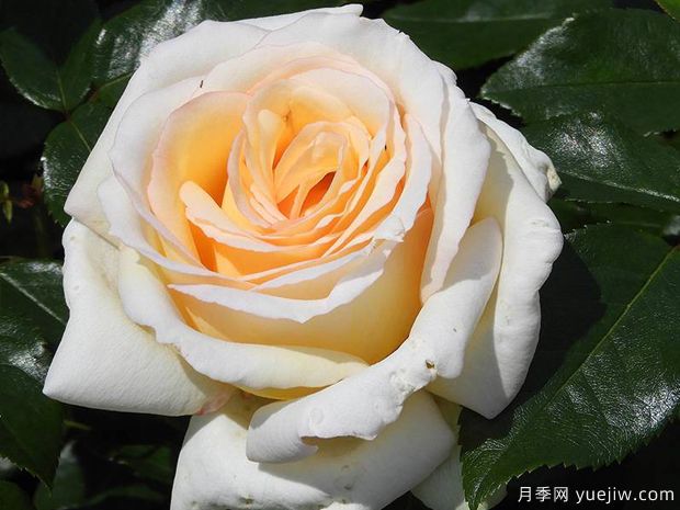 假面公主月季/安娜斯塔西娅月季(图3)