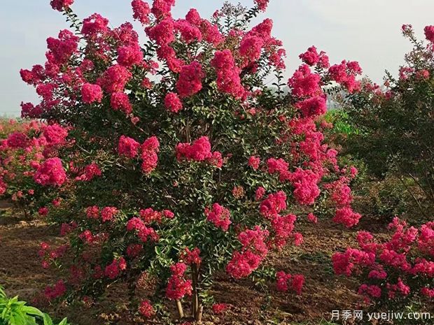 紫薇_百日红(图4) 紫薇(图4)