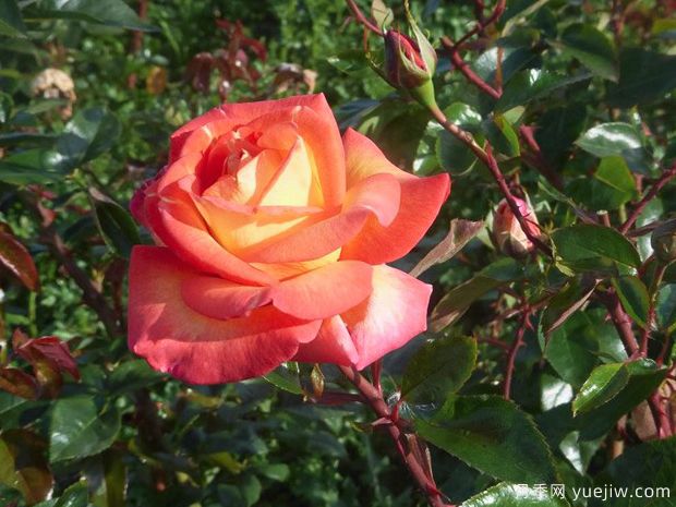 罗贝托阿拉尼亚月季/罗伯托阿兰尼亚月季(图3)