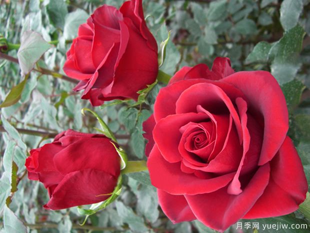 长久之爱月季/大类别/高贵(图1)