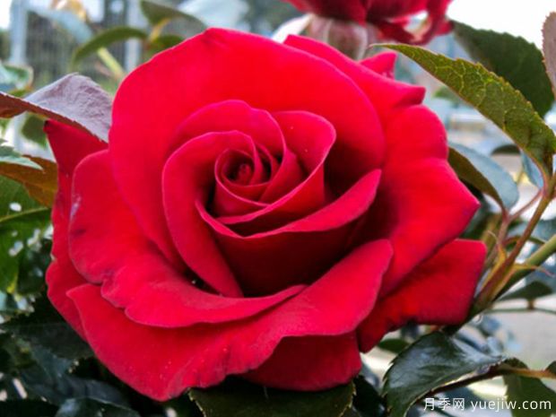 长久之爱月季/大类别/高贵(图3)