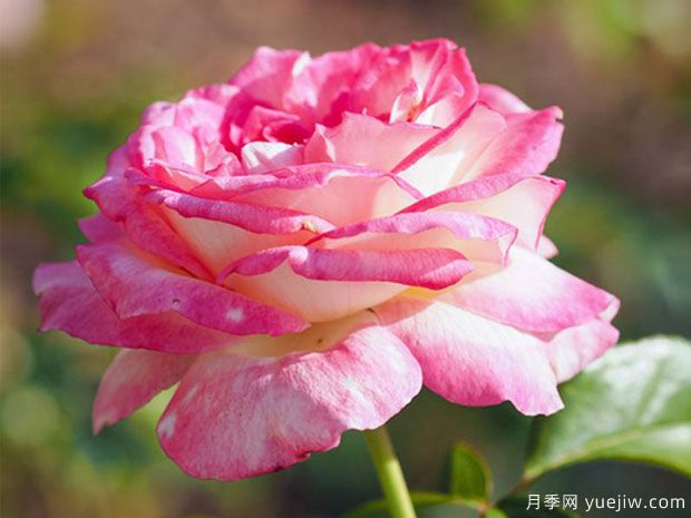 甜蜜喜悦月季(图4) 甜蜜喜悦月季(图3)