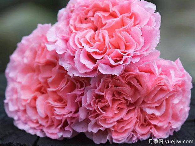 劳伦卡布罗尔月季(图1)