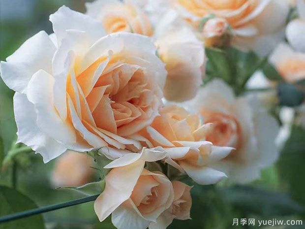 琥珀月季/谢韦尔公社月季/赛维尔费森内特月季(图2) 琥珀月季/谢韦尔公社月季/赛维尔费森内特月季(图2)