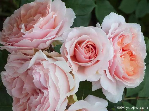 琥珀月季/谢韦尔公社月季/赛维尔费森内特月季(图1) 琥珀月季/谢韦尔公社月季/赛维尔费森内特月季(图1)