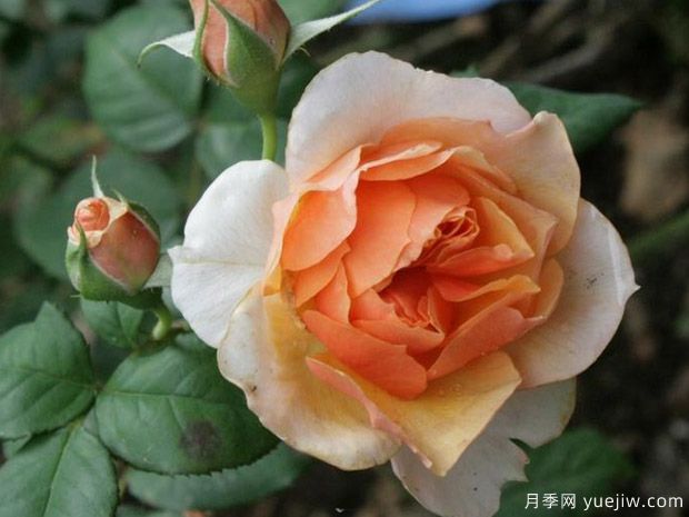 琥珀月季/谢韦尔公社月季/赛维尔费森内特月季(图3) 琥珀月季/谢韦尔公社月季/赛维尔费森内特月季(图3)