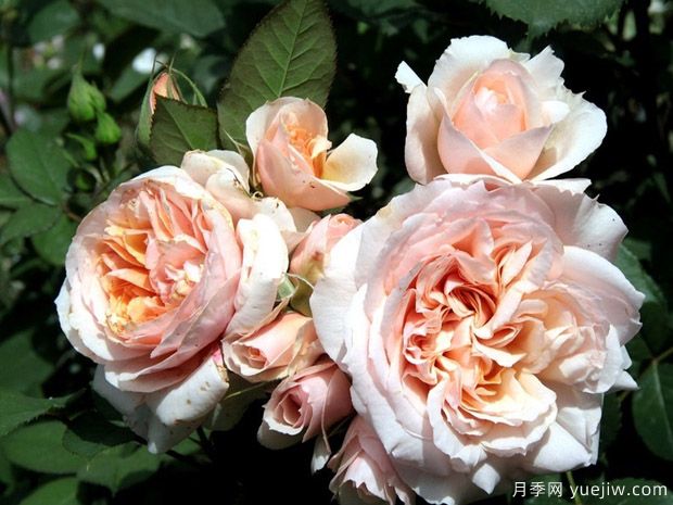 琥珀月季/谢韦尔公社月季/赛维尔费森内特月季(图4) 琥珀月季/谢韦尔公社月季/赛维尔费森内特月季(图4)