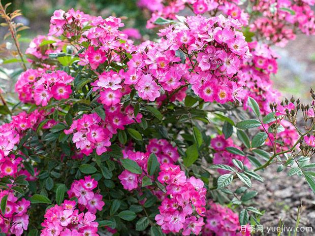 罗宾汉月季(图3)