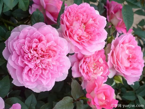 婆罗洲之香月季(图2) 婆罗洲之香月季(图2)