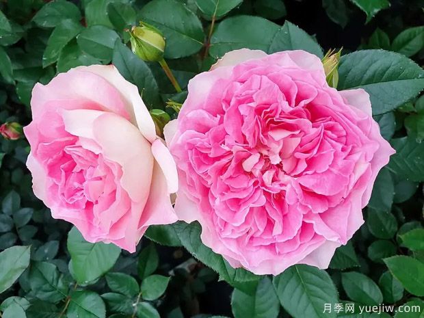 婆罗洲之香月季(图1) 婆罗洲之香月季(图1)