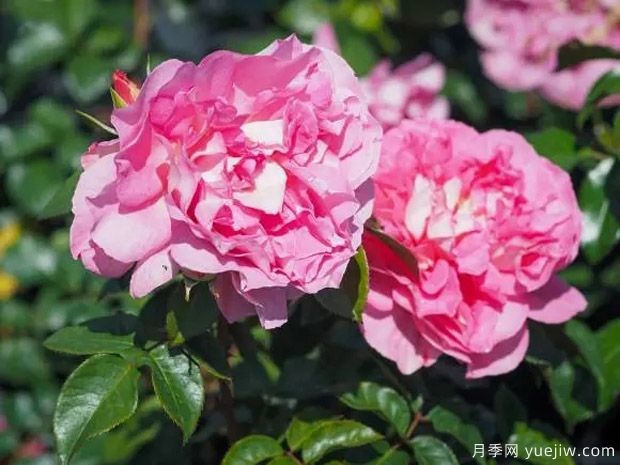 婆罗洲之香月季(图3) 婆罗洲之香月季(图3)