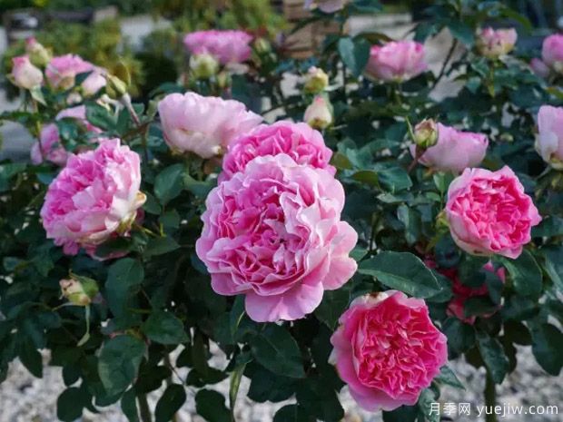 婆罗洲之香月季(图4) 婆罗洲之香月季(图4)