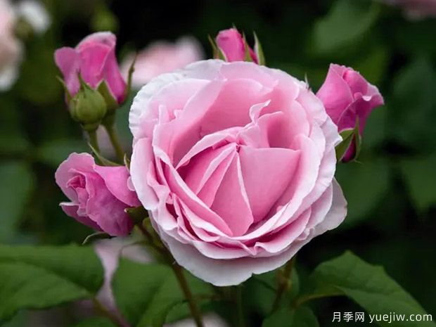 比利时王妃克莱尔月季(图1) 比利时王妃克莱尔月季(图1)