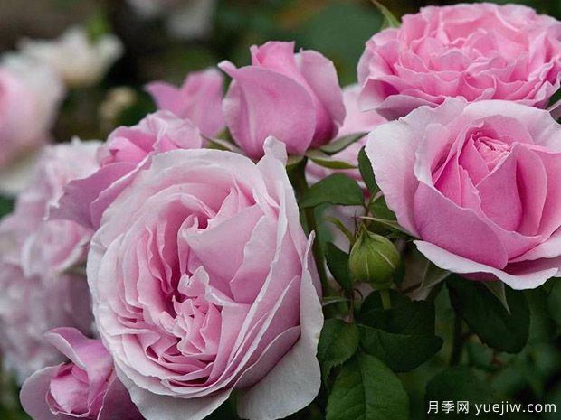 比利时王妃克莱尔月季(图2) 比利时王妃克莱尔月季(图2)