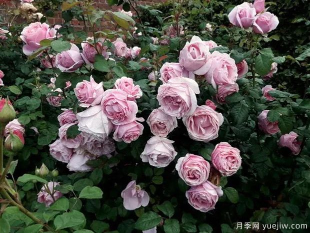 比利时王妃克莱尔月季(图3) 比利时王妃克莱尔月季(图3)