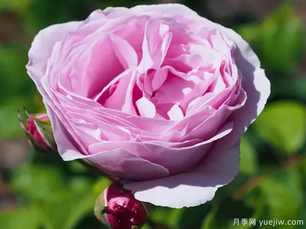 比利时王妃克莱尔月季(图4) 比利时王妃克莱尔月季(图4)