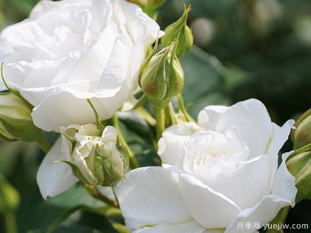 冰峰月季/安纳普尔纳峰月季(图3) 冰峰月季/安纳普尔纳峰月季(图3)