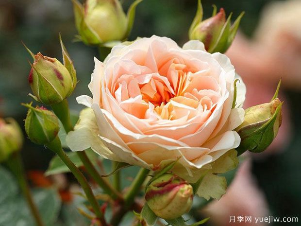 马蒂亚斯克劳迪斯月季(图1) 马蒂亚斯克劳迪斯月季(图1)