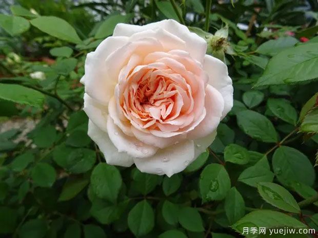 马蒂亚斯克劳迪斯月季(图2) 马蒂亚斯克劳迪斯月季(图2)