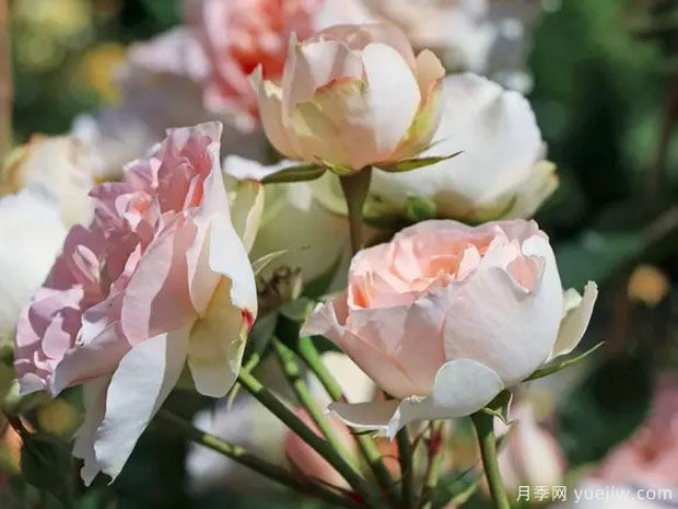 马蒂亚斯克劳迪斯月季(图3) 马蒂亚斯克劳迪斯月季(图3)