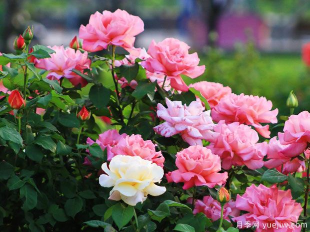 长治月季市花文化和景观(图2) 长治月季市花文化和月季景观(图2)