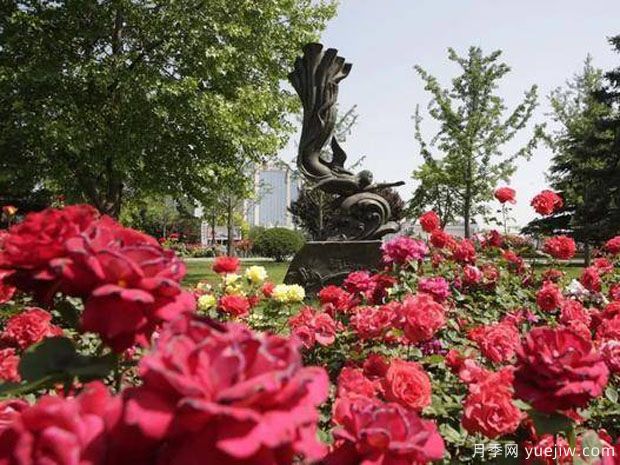 长治月季市花文化和景观(图3) 长治月季市花文化和月季景观(图3)