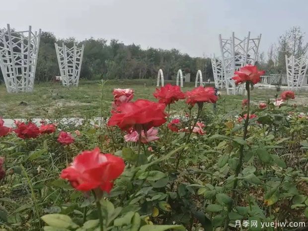 运城月季市花文化和月季景观(图3)
