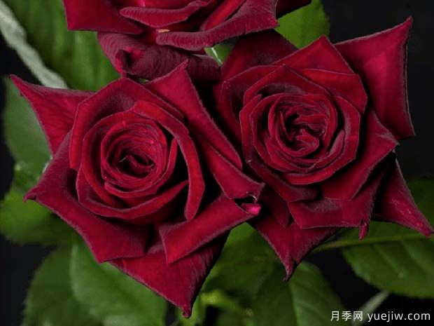 暗香月季(图1) 暗香月季(图1)