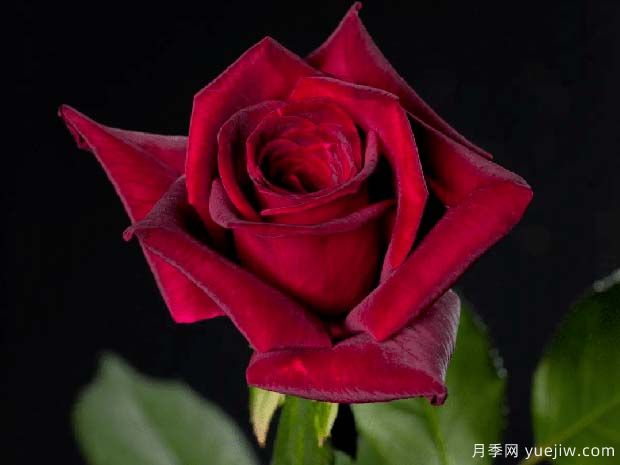 暗香月季(图2) 暗香月季(图2)