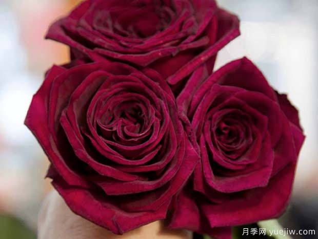 暗香月季(图3) 暗香月季(图3)