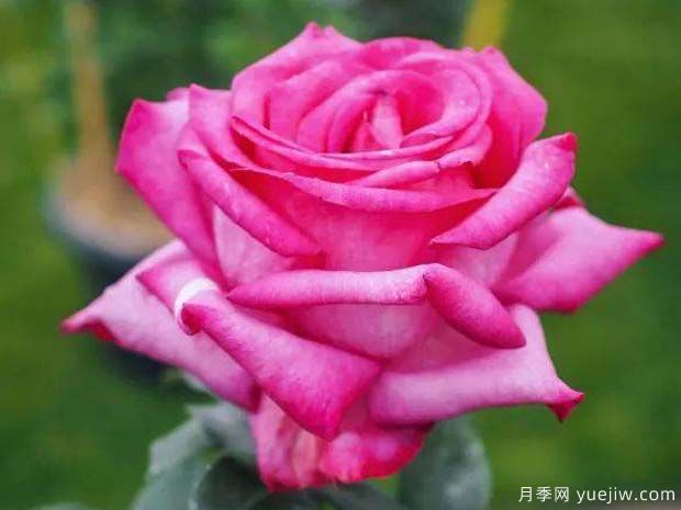 诉说月季/丰腴美人/花园女王/旺达菲拉格慕(图5)