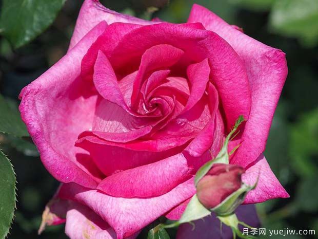 诉说月季/丰腴美人/花园女王/旺达菲拉格慕(图4)