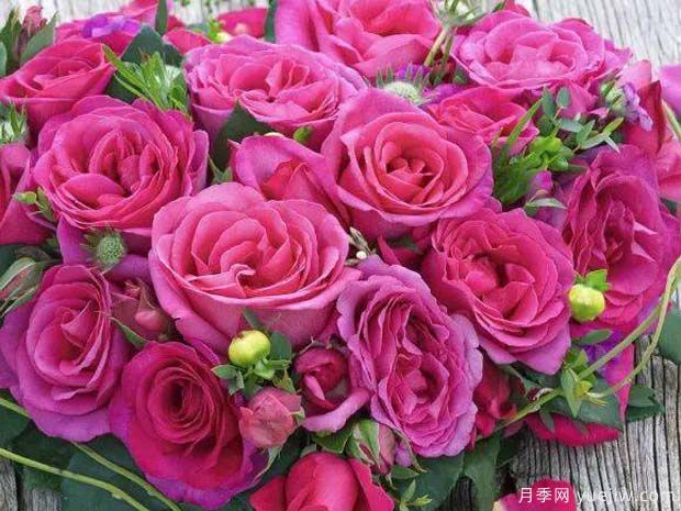 诉说月季/丰腴美人/花园女王/旺达菲拉格慕(图6)