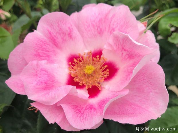 桃粉色见你月季/桃红葡萄酒月季(图1)