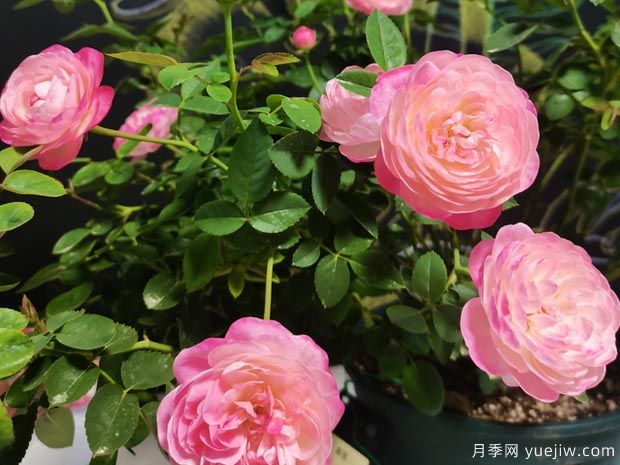 和室月季(图3) 和室月季(图3)